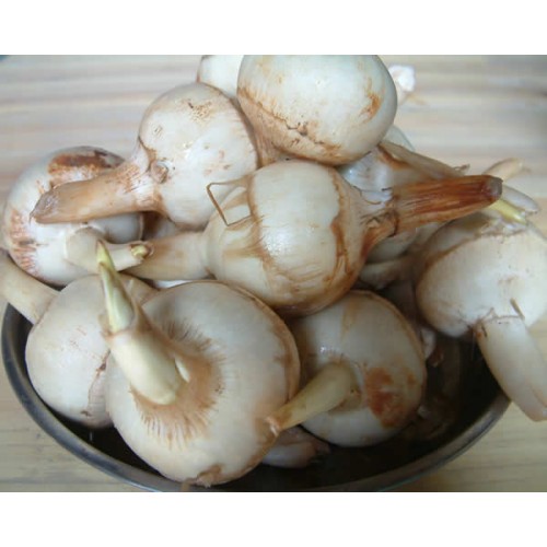 慈菇（芽菇）